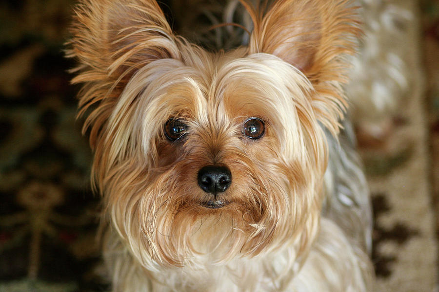 Close Up yorkie Photograph by Dawn Richards