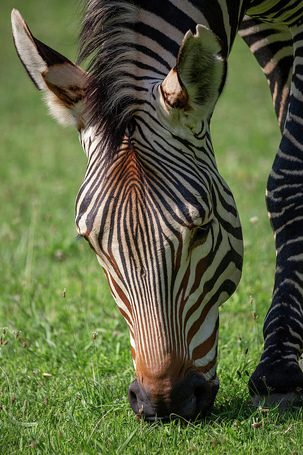 Close Up Zebra Photograph by Dale Kincaid