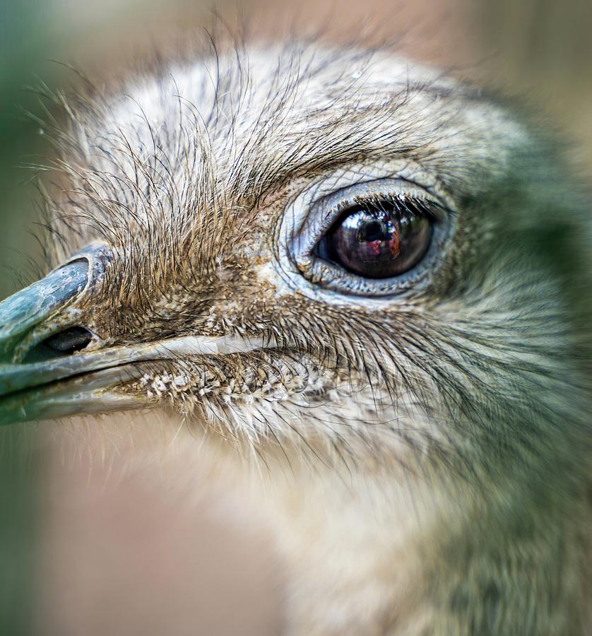 Close up zoom shot of ostrich eye with reflection of photographer with camera in it, wild life photography concept. also known as ratites that includes the emus, rheas, and kiwis Photograph by Arpan Bhatia