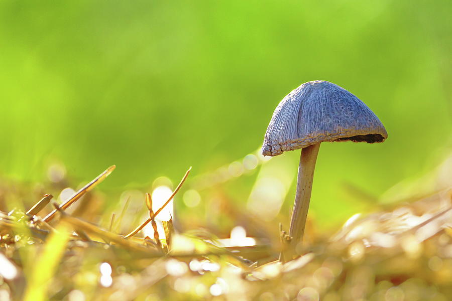 Close upon single mushroom in the nature Photograph by Elenarts - Elena Duvernay photo