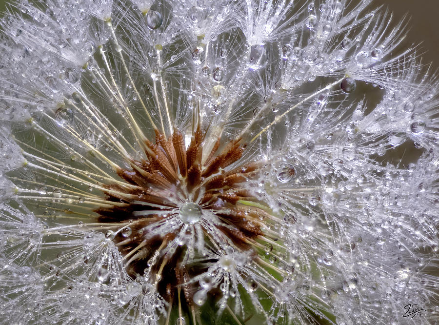 Close View Of A Dandelion Photograph by Endre Balogh