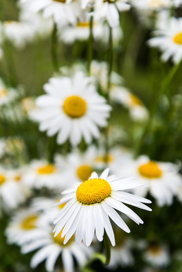 Close view of beautiful white daisies. Photograph by 1Tomm
