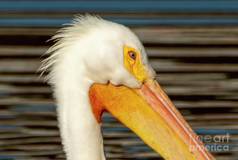 Close View of the Eye of a Pelican Photograph by Sandra Js