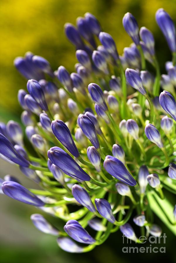 Nature Photograph - Close With Agapanthus Flower by Joy Watson