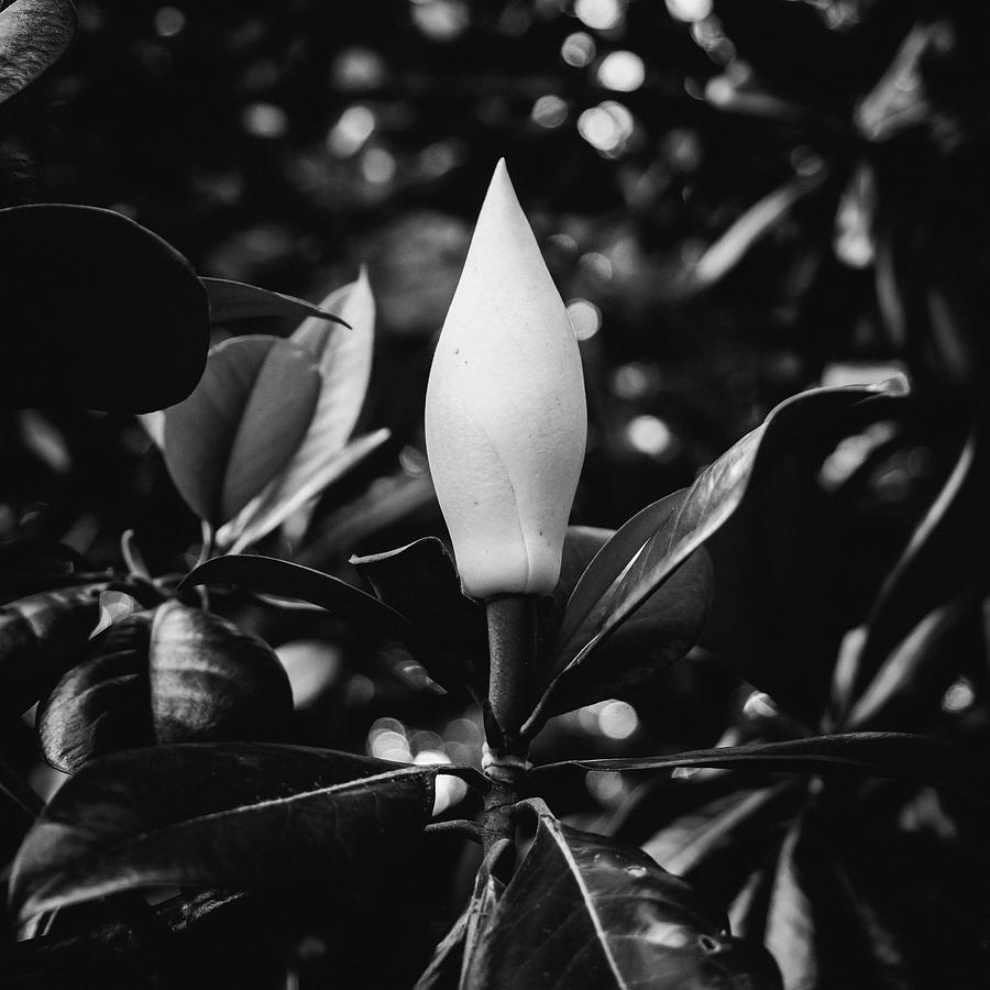 Magnolia Movie Photograph - Closed Magnolia. Randolph Virginia by Robby Batte