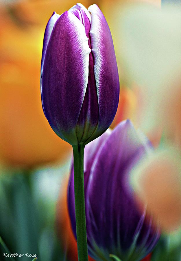 Closed Tulip by Heather Rose