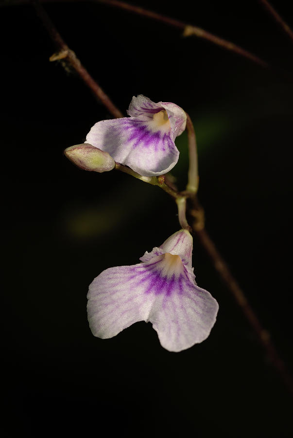 Closer look at Delicate Violet Orchid Photograph by Rudy Wilms