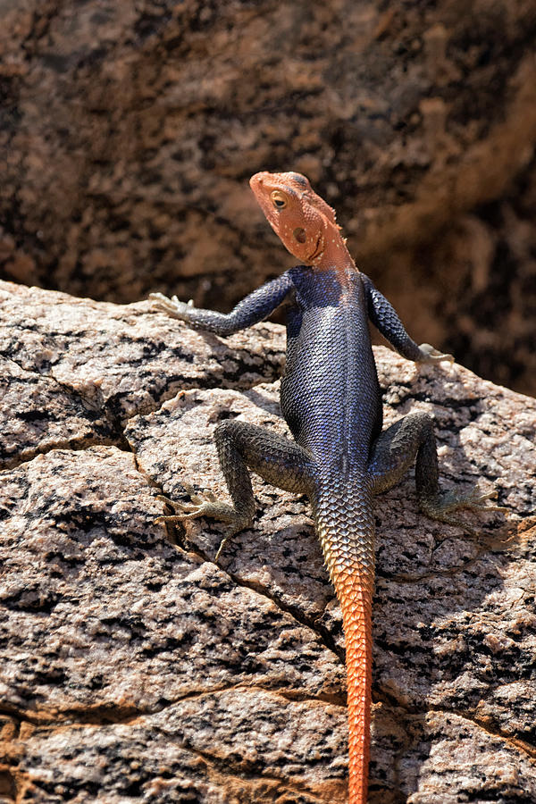 Closer View of a Male Namib Rock Agama Photograph by Belinda Greb