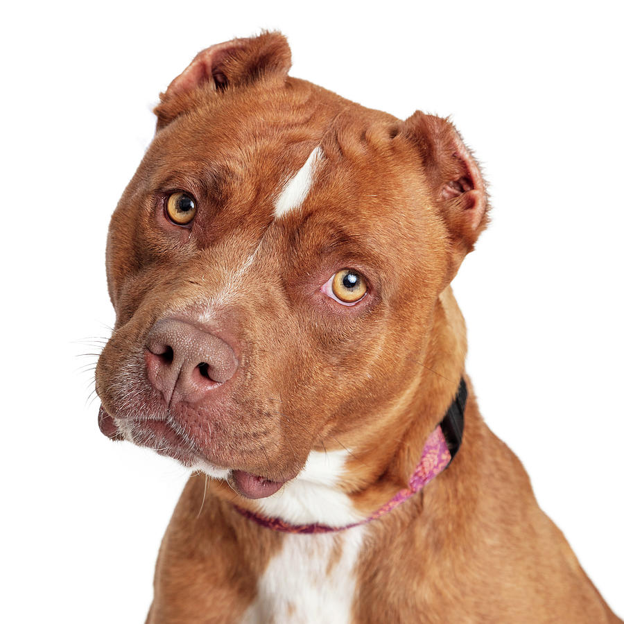 Dog Photograph - Closeup Beautiful Brown Staffordshire Terrier Dog by Good Focused