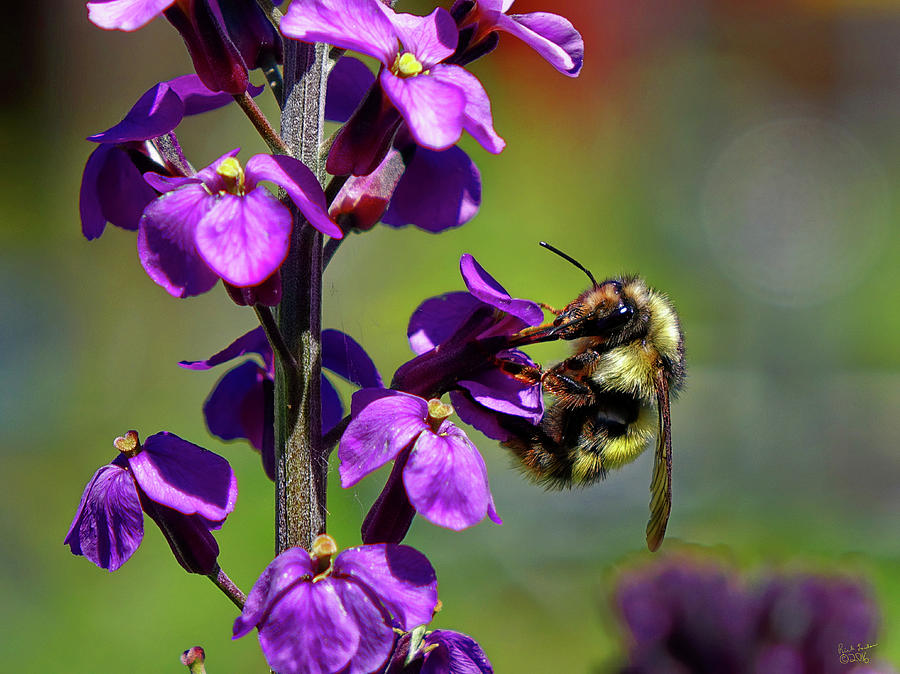 Closeup Bee Photograph by Rick Lawler