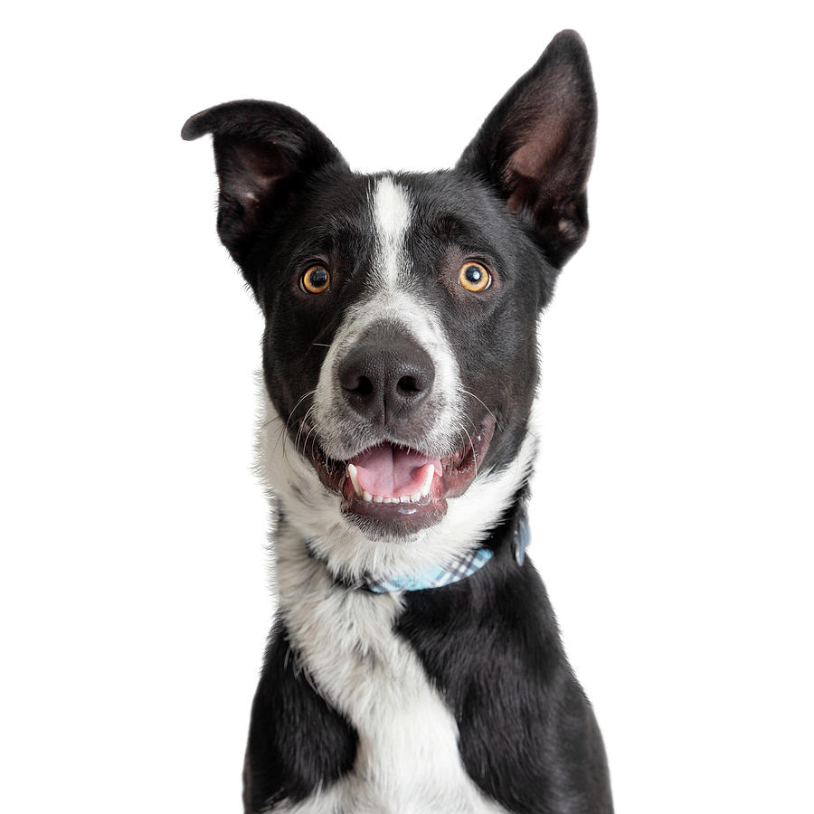 Closeup Black and White Border Collie Crossbreed Dog Photograph by Good Focused