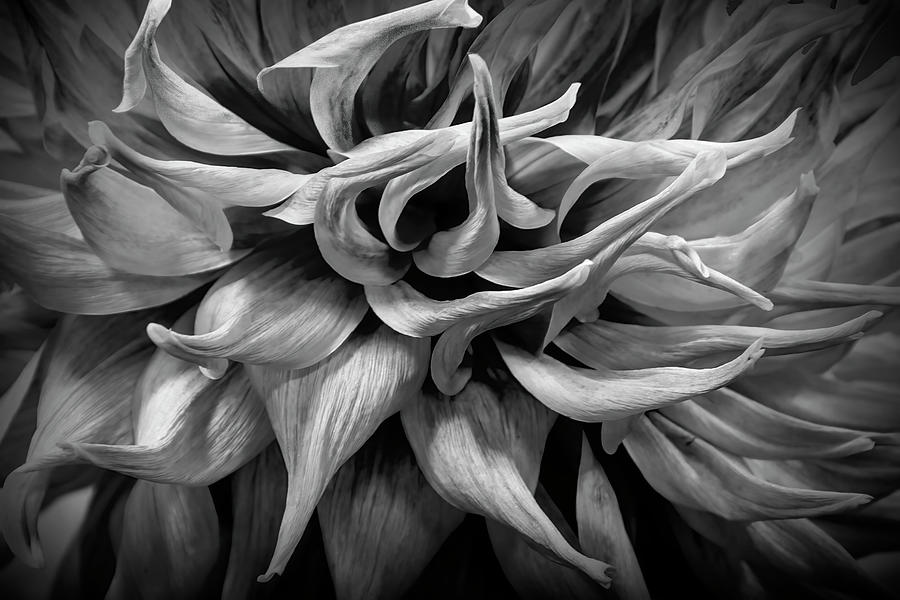 Closeup Black And White Photo Of An Orange Dahlia Blossom Photograph
