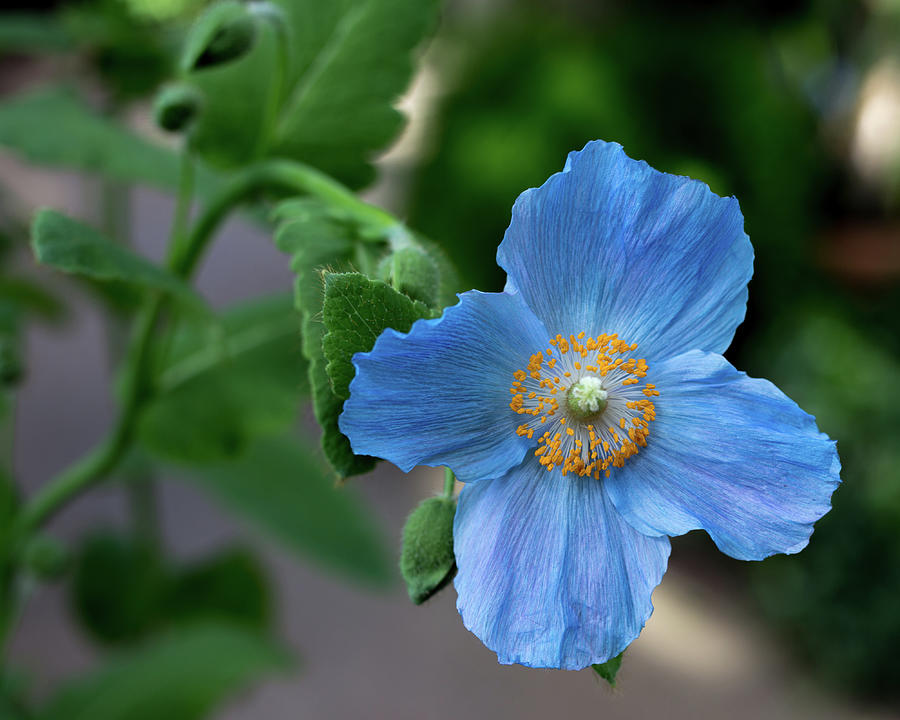 Closeup Blue Poppy Meconopis Photograph by John A Megaw