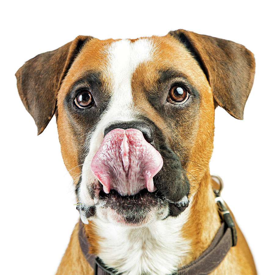 Closeup Boxer Dog Tongue Out Photograph by Good Focused