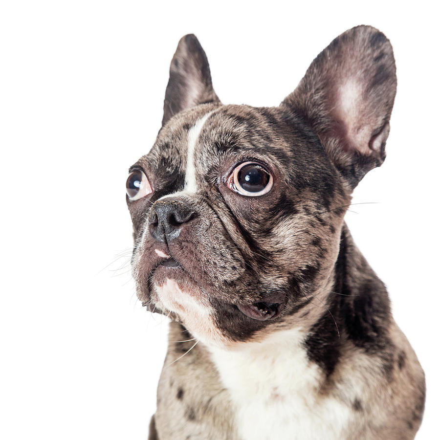 Closeup Brindle French Bulldog Looking Side Photograph by Good Focused