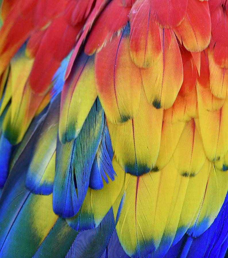 Closeup Colorful Parrot Feathers Photograph by Richard Bryce and Family