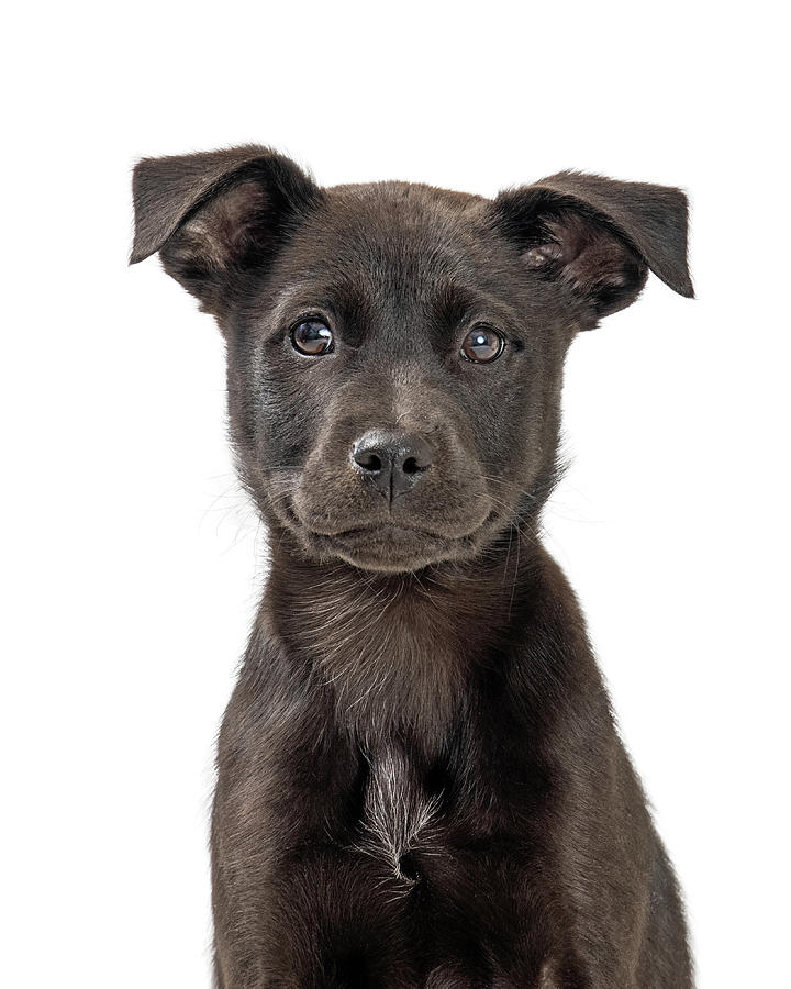 Dog Photograph - Closeup Cute Black Labrador Retriever Puppy Dog by Good Focused