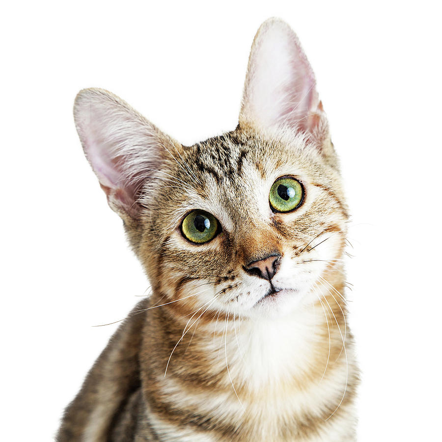 Cat Photograph - Closeup Cute Kitten Face by Good Focused