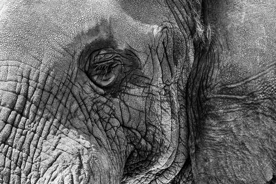 Wildlife Photograph - Closeup Elephant Eye - Black and White by Good Focused