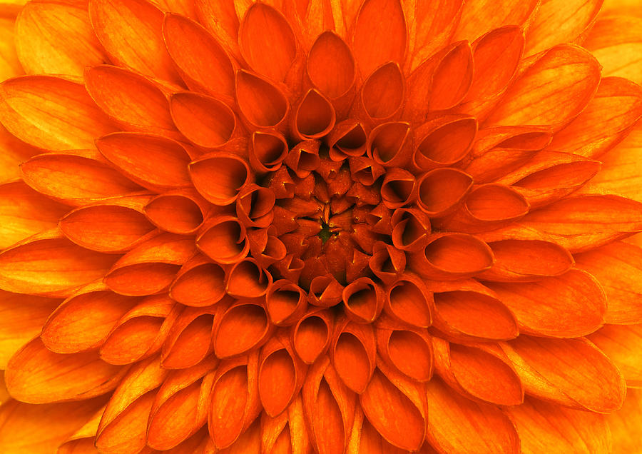 Closeup Flower Photograph by Ale-ks
