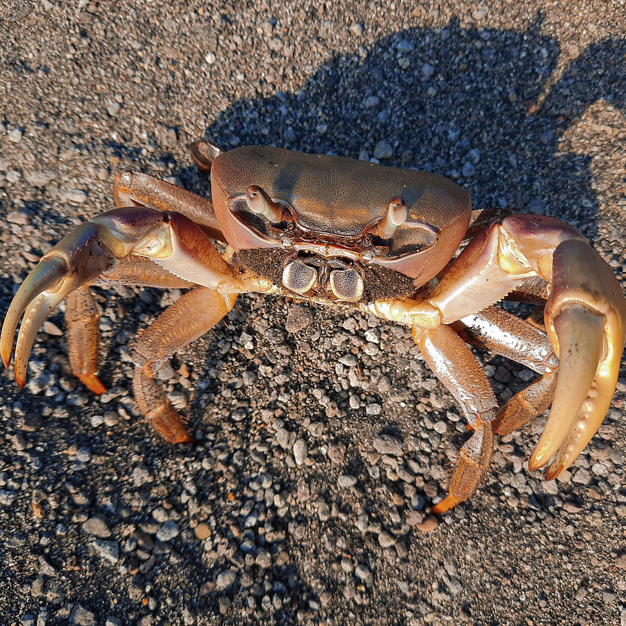 Closeup from a big brown pregnant crab on sand looking up in square
