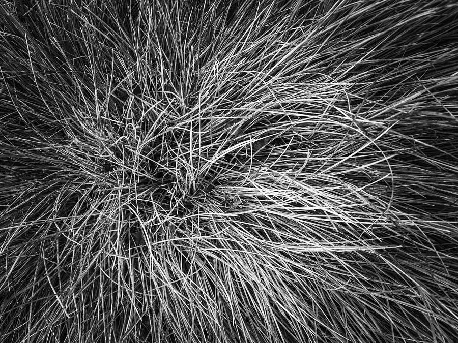 Closeup Grass Field Texture In Black And White Photograph by Tim LA ...