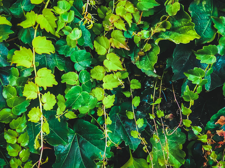 Closeup Green Ivy Leaves Garden Texture Background Photograph