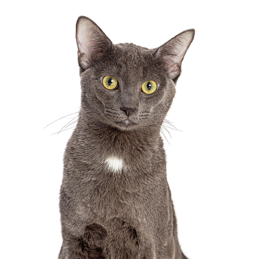 Closeup Grey Domestic Shorthair Cat Photograph by Good Focused