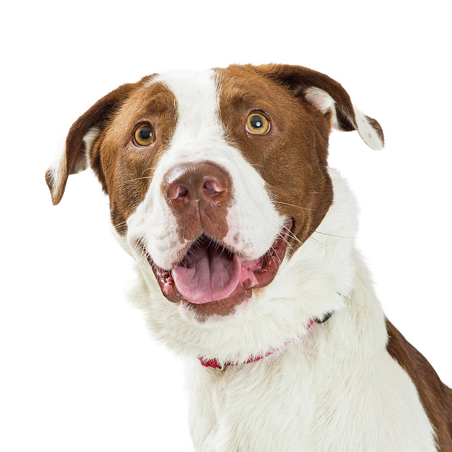 Closeup Happy Large Brown and White Dog Photograph by Good Focused
