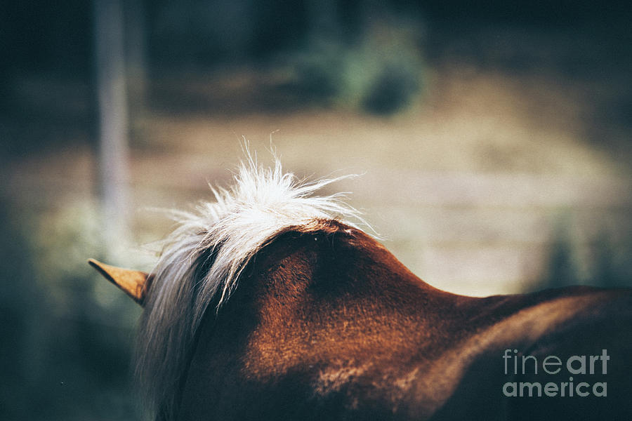 Closeup horse mane Photograph by Dimitar Hristov