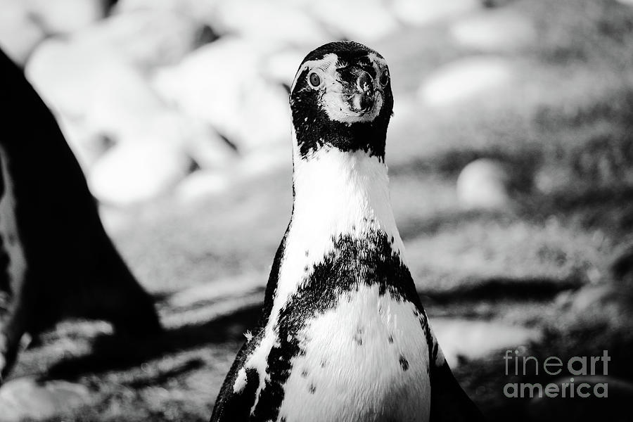 Closeup humboldt penguin black and white Photograph by Eddie Barron