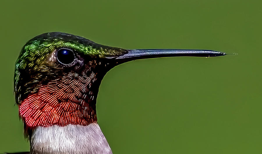 Closeup Hummingbird Photograph by Brian Shoemaker