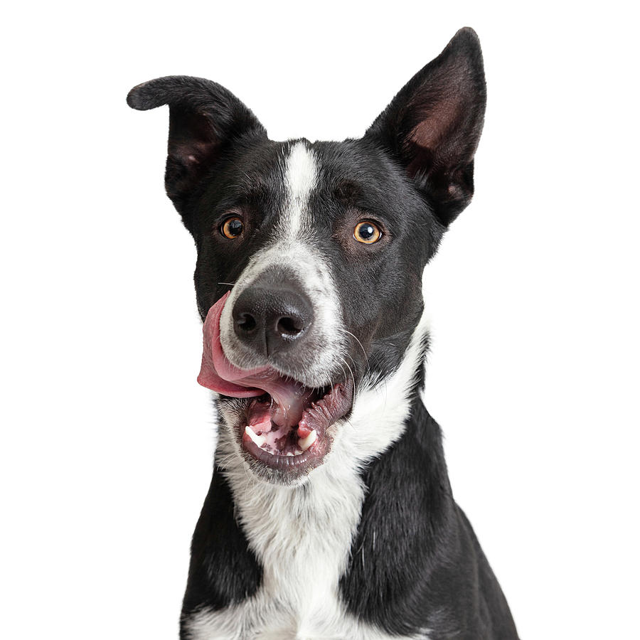 Closeup Hungry Border Collie Crossbreed Dog Photograph by Good Focused