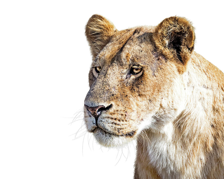 Closeup Lioness Profile Isolated Photograph by Good Focused
