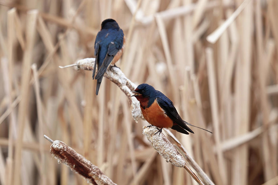 Closeup Of A Barn Swallows Sitting On Cattail Reeds Photograph By
