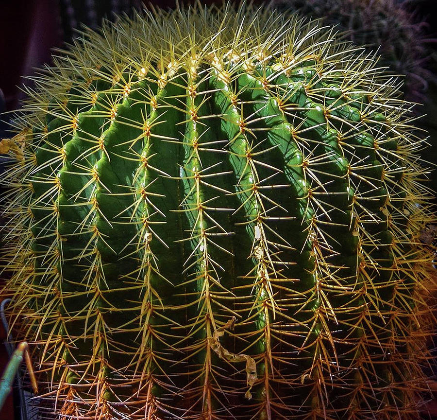 barrel cactus barrel cactus