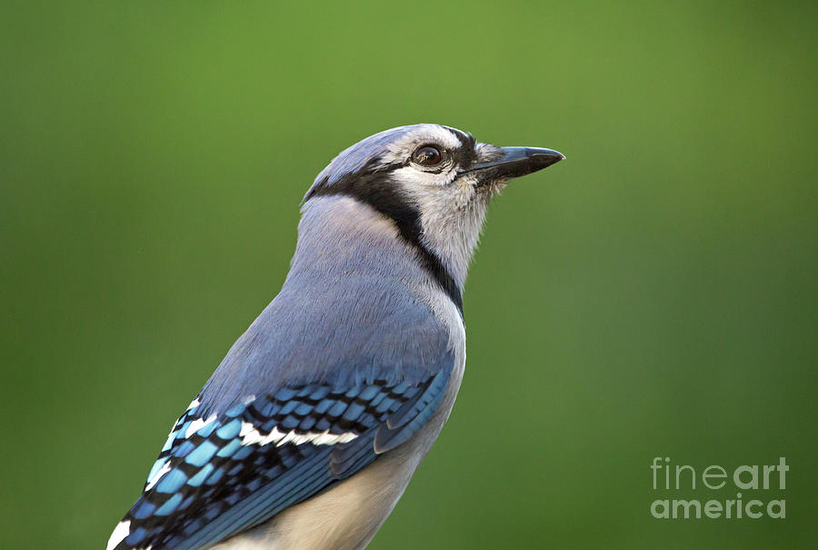 Closeup Of A Blue Jay Bird Photograph By Kevin Mccarthy