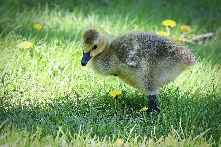 Closeup of a Canada Goose Gosling standing in the grass Photograph by ...