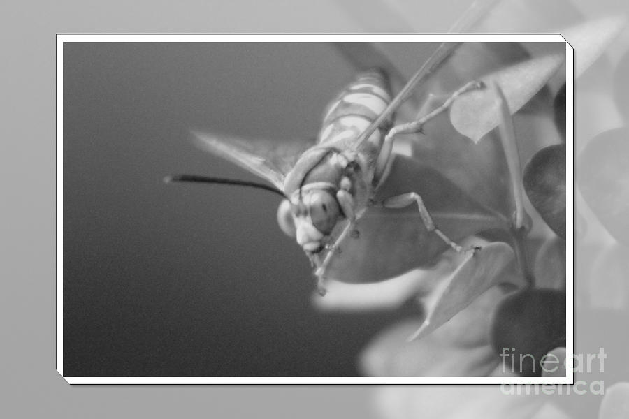 Closeup of a Cicada Hornet in Black and White Photograph by Colleen Cornelius