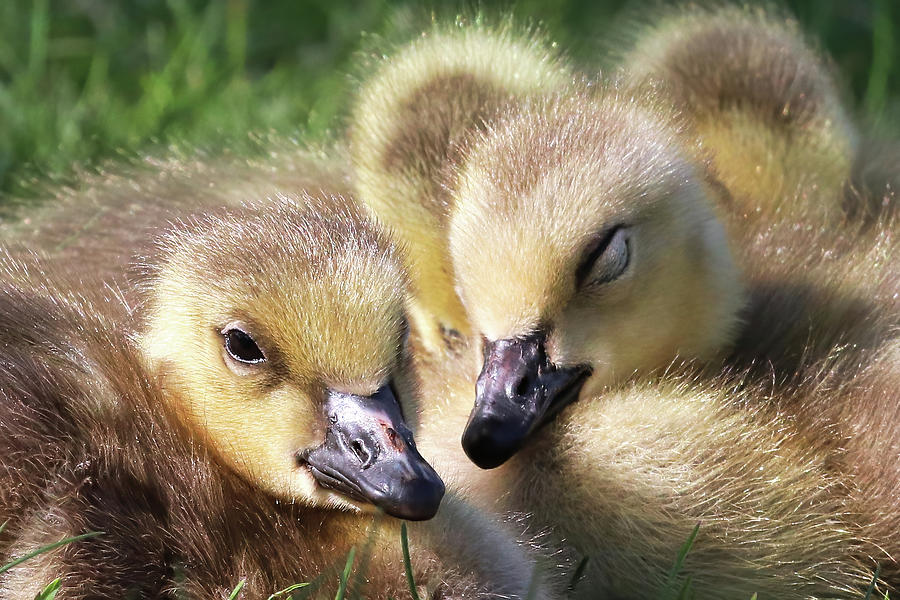 Closeup of a creche of Canada Geese Goslings Photograph by Amelia ...