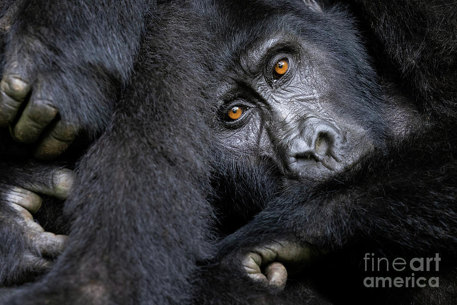 Closeup of a family group of mountain gorillas Photograph by Jane Rix