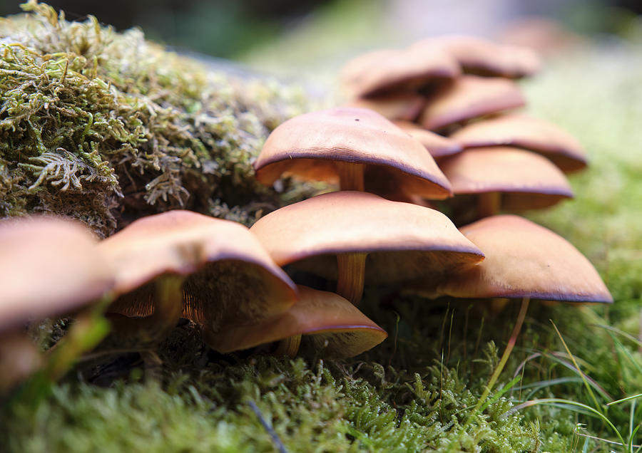 Closeup of a group of Galerina marginata poisonous fungus Photograph by Finn Bjurvoll Hansen