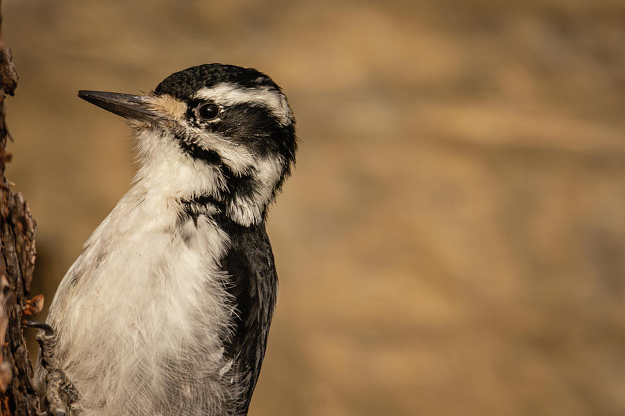 Closeup of a Hairy Woodpecker Photograph by Constance Puttkemery