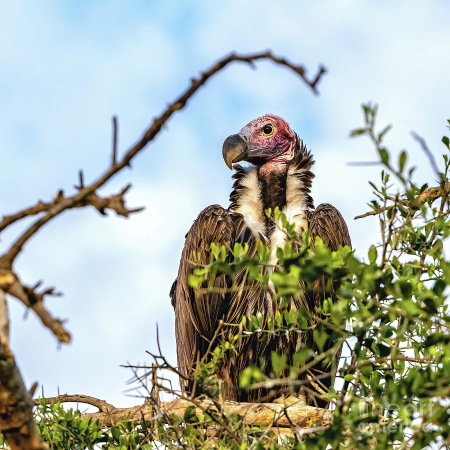 Closeup of a mature lappet-faced vulture, torgas tracheliotus, p Photograph by Jane Rix