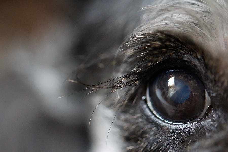 Closeup of a Miniature Schnauzer Eye Photograph by Sergio Mendoza Hochmann