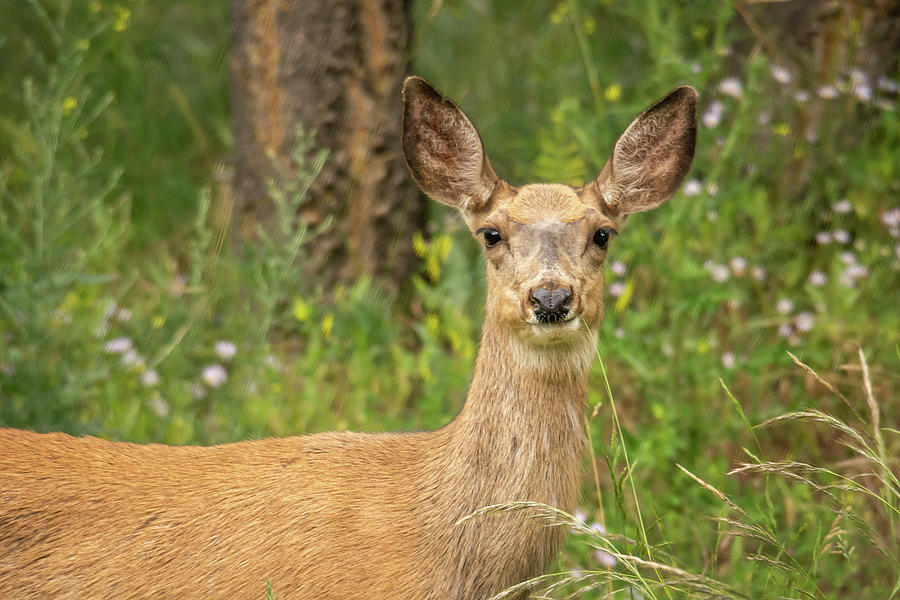 Closeup of a Mule Deer Photograph by Constance Puttkemery
