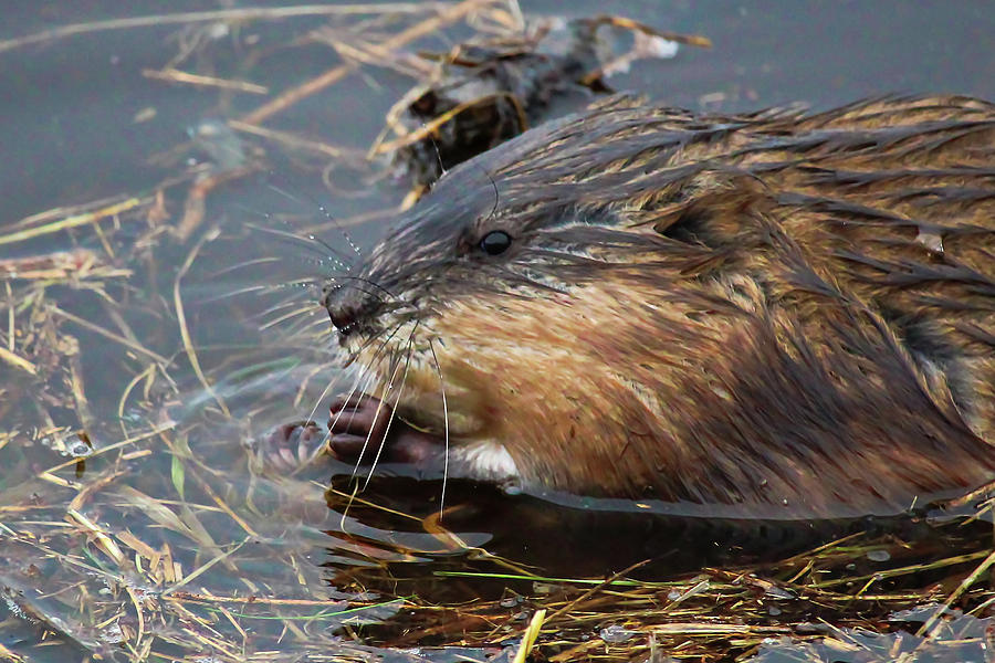 Closeup of a muskrat head Photograph by Amelia Martin - Fine Art America