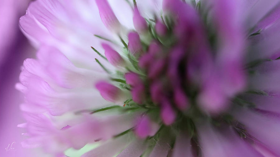 Nature Photograph - Closeup of a Red Clover by D Lee