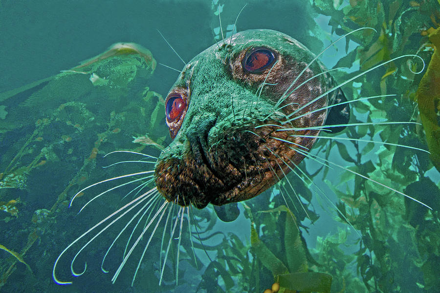 Closeup of a Seal. California  Photograph by Beautiful Nature Prints