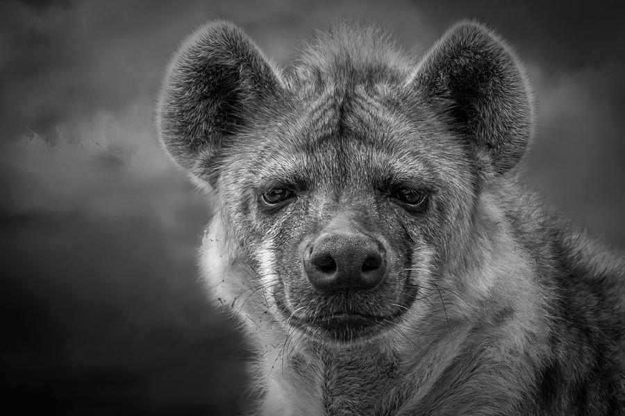 Closeup Of A Spotted Hyena Photograph